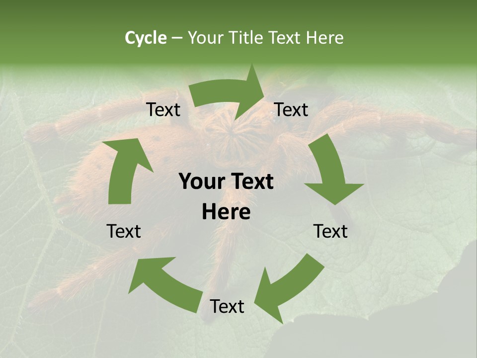 A Obt Tarantula Is Resting On A Leaf. PowerPoint Template
