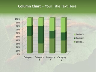 A Obt Tarantula Is Resting On A Leaf. PowerPoint Template