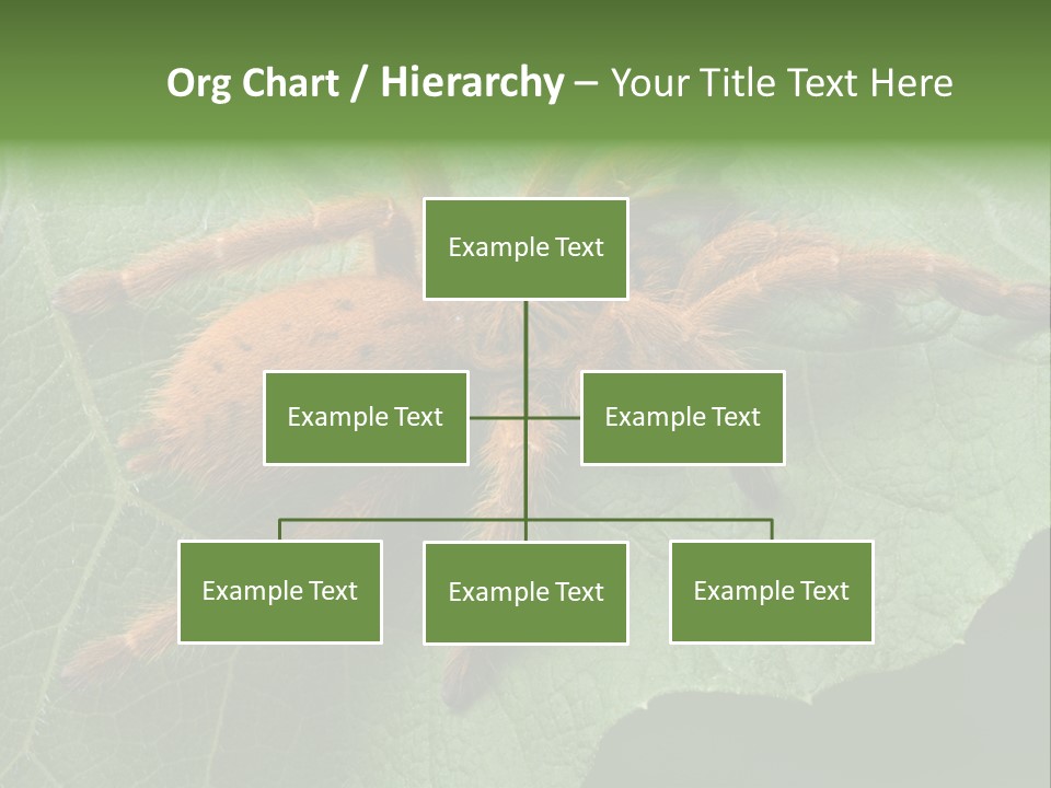 A Obt Tarantula Is Resting On A Leaf. PowerPoint Template