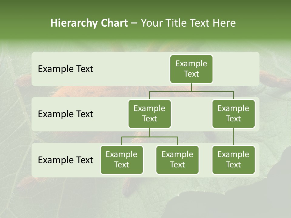 A Obt Tarantula Is Resting On A Leaf. PowerPoint Template