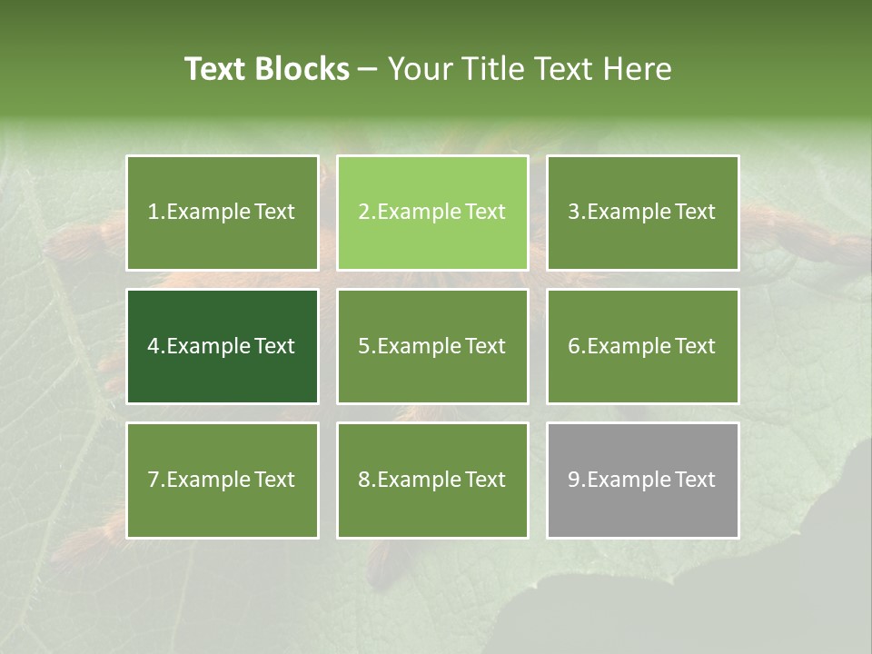A Obt Tarantula Is Resting On A Leaf. PowerPoint Template