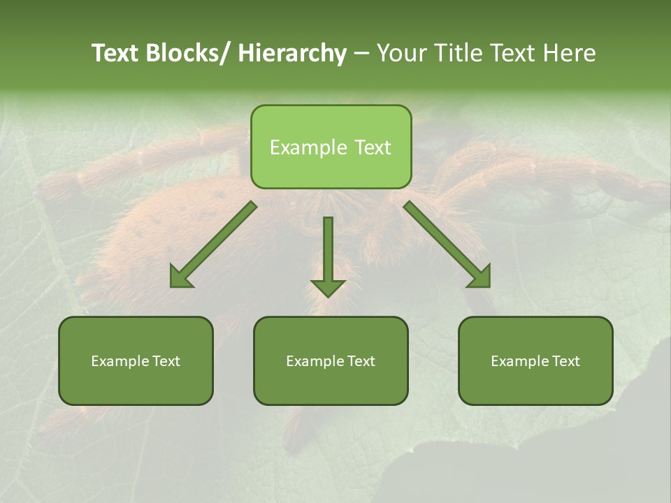 A Obt Tarantula Is Resting On A Leaf. PowerPoint Template