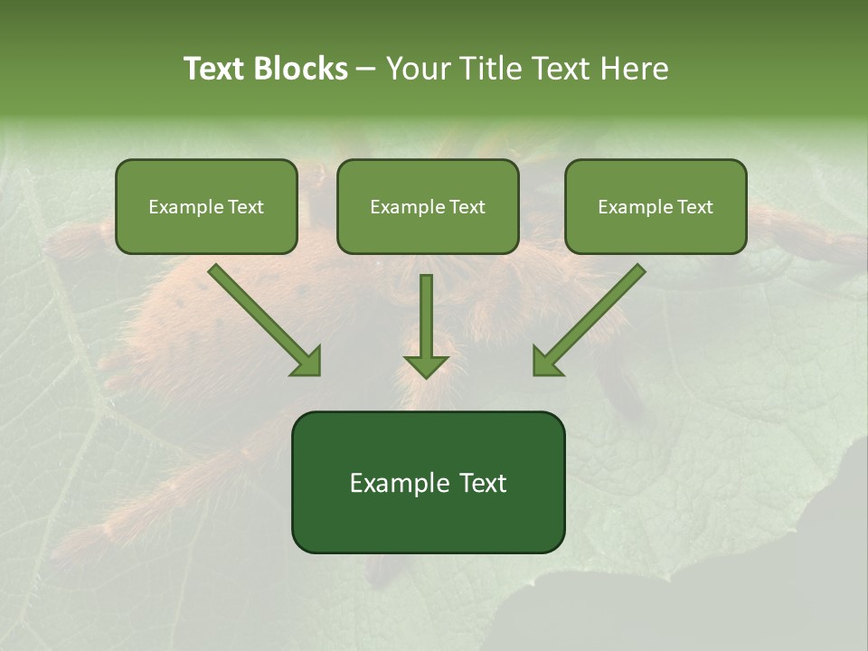 A Obt Tarantula Is Resting On A Leaf. PowerPoint Template