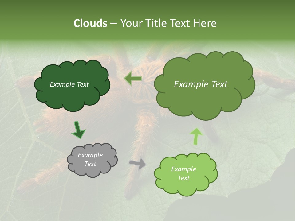 A Obt Tarantula Is Resting On A Leaf. PowerPoint Template
