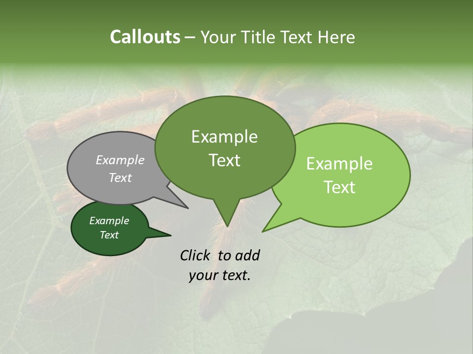 A Obt Tarantula Is Resting On A Leaf. PowerPoint Template