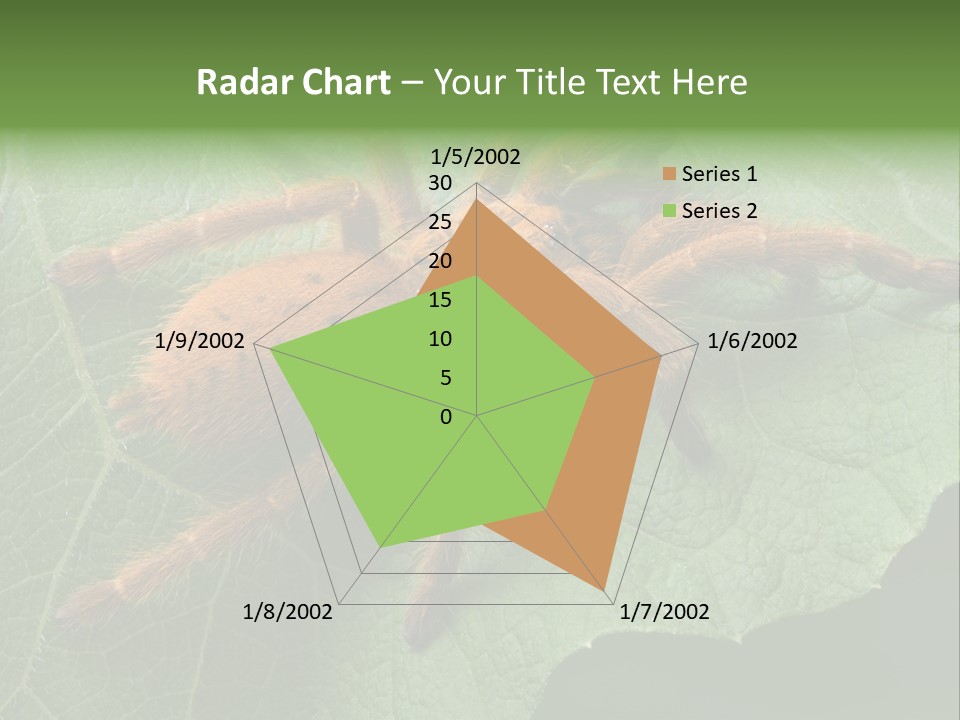 A Obt Tarantula Is Resting On A Leaf. PowerPoint Template