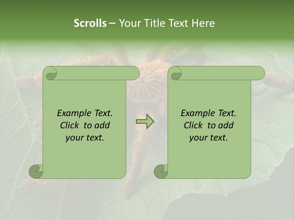 A Obt Tarantula Is Resting On A Leaf. PowerPoint Template