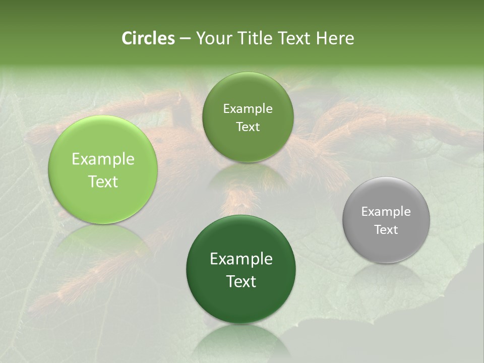 A Obt Tarantula Is Resting On A Leaf. PowerPoint Template