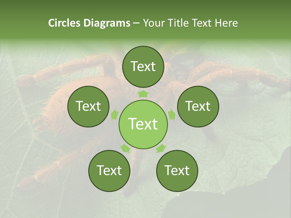 A Obt Tarantula Is Resting On A Leaf. PowerPoint Template