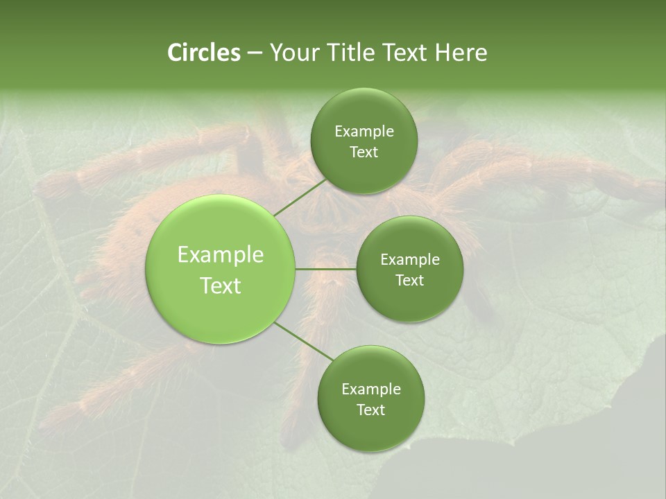 A Obt Tarantula Is Resting On A Leaf. PowerPoint Template