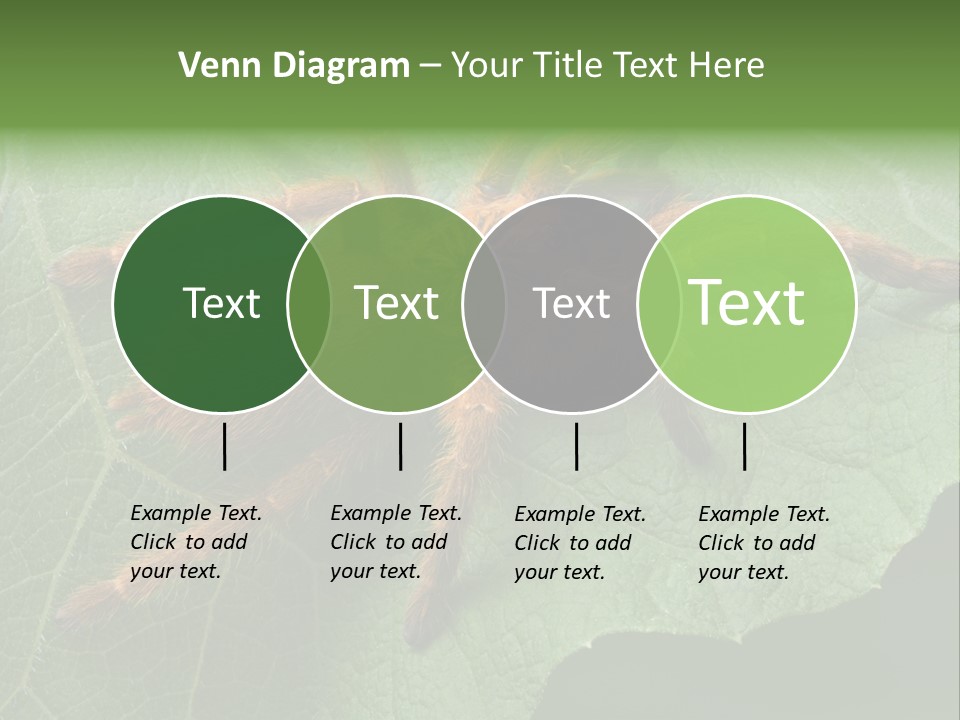 A Obt Tarantula Is Resting On A Leaf. PowerPoint Template