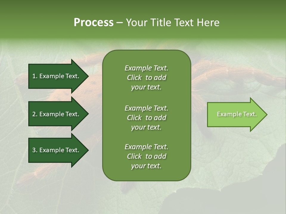 A Obt Tarantula Is Resting On A Leaf. PowerPoint Template