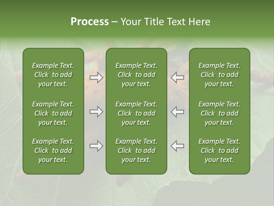 A Obt Tarantula Is Resting On A Leaf. PowerPoint Template