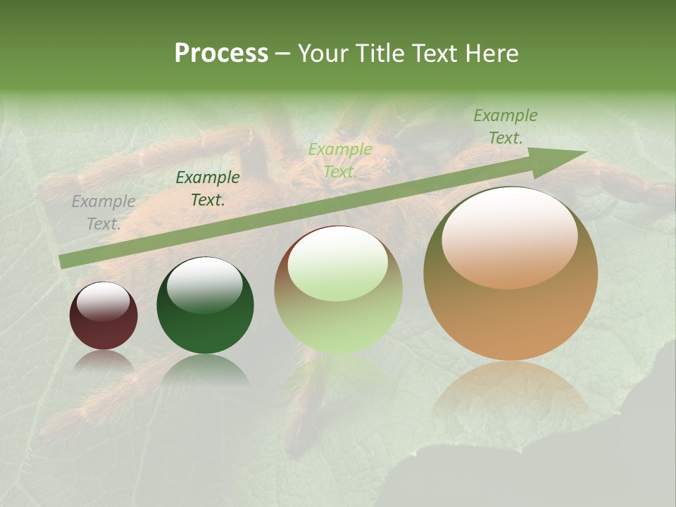 A Obt Tarantula Is Resting On A Leaf. PowerPoint Template
