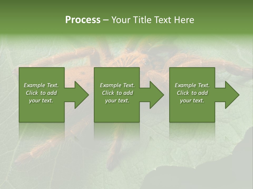 A Obt Tarantula Is Resting On A Leaf. PowerPoint Template