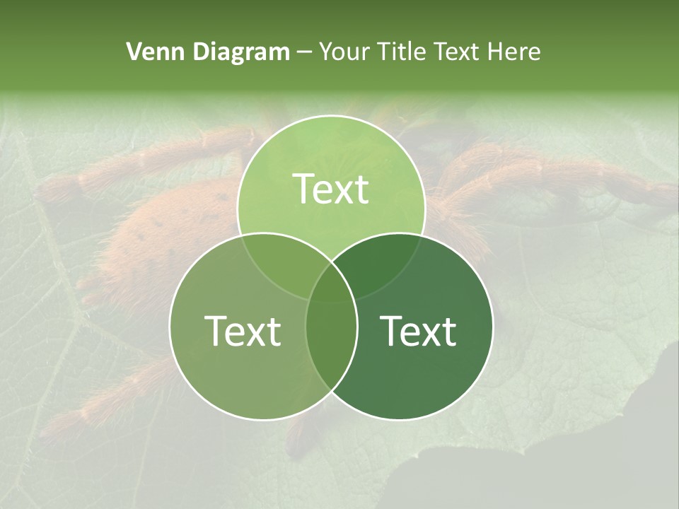 A Obt Tarantula Is Resting On A Leaf. PowerPoint Template