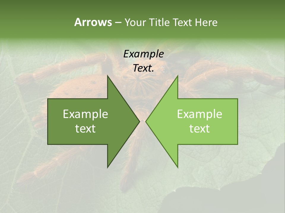 A Obt Tarantula Is Resting On A Leaf. PowerPoint Template