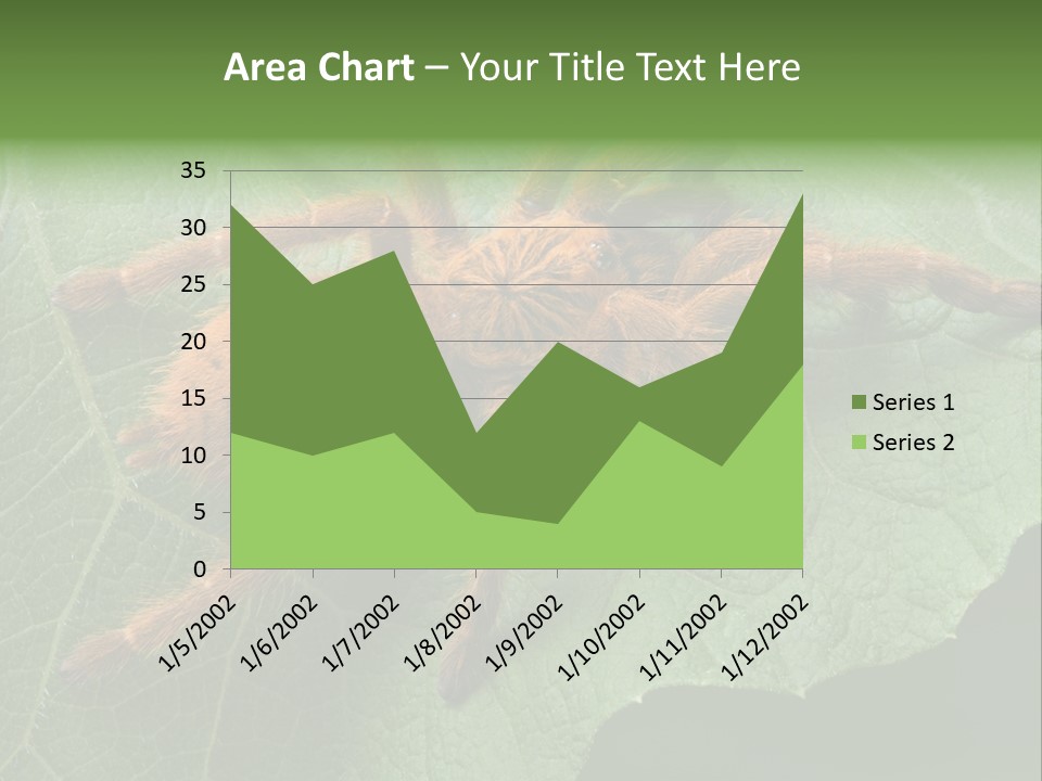 A Obt Tarantula Is Resting On A Leaf. PowerPoint Template