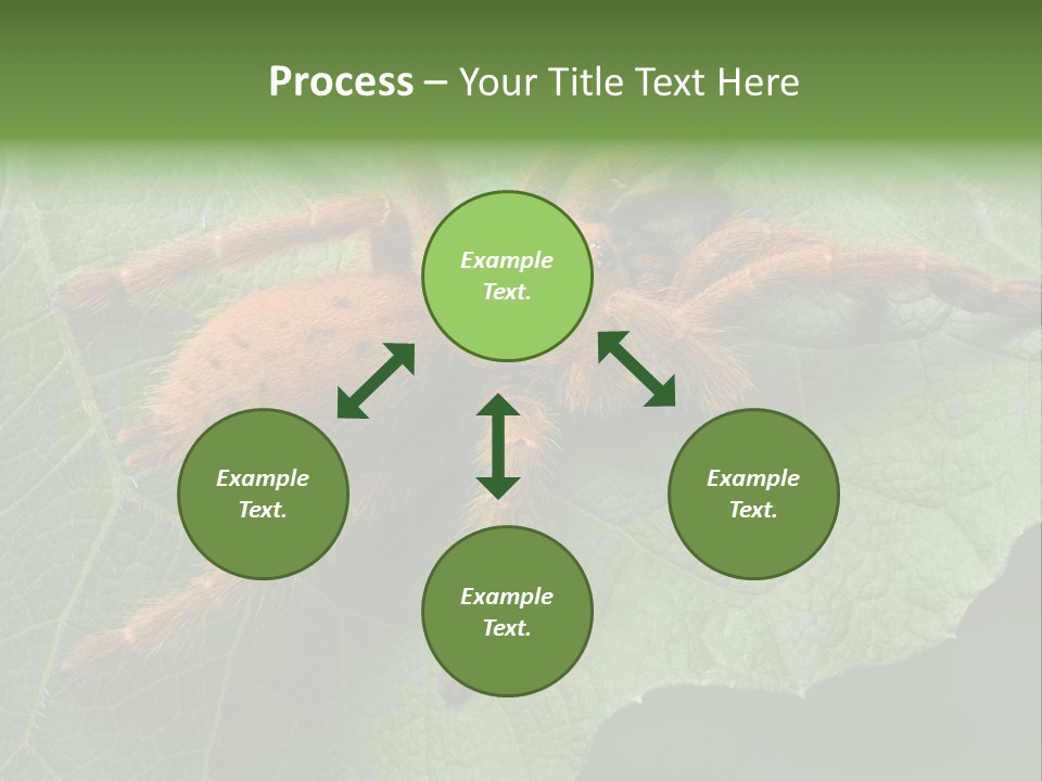 A Obt Tarantula Is Resting On A Leaf. PowerPoint Template