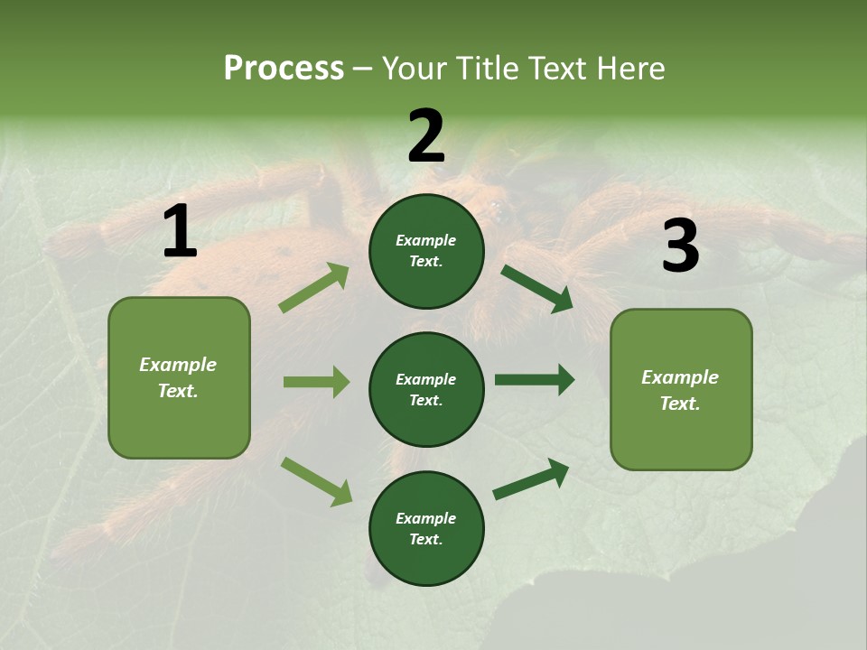 A Obt Tarantula Is Resting On A Leaf. PowerPoint Template