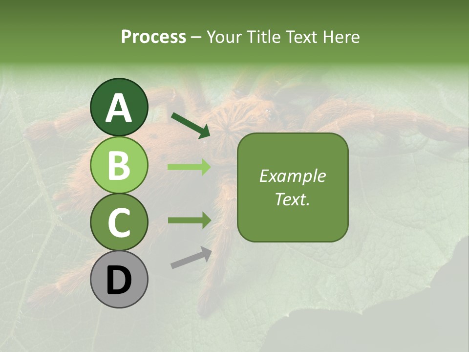 A Obt Tarantula Is Resting On A Leaf. PowerPoint Template