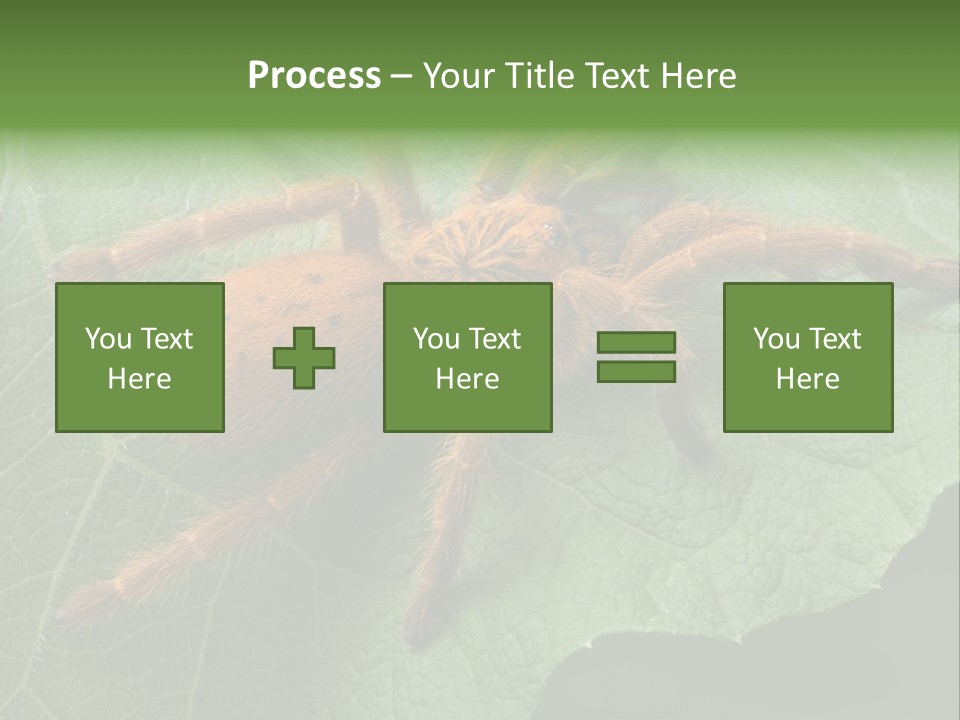 A Obt Tarantula Is Resting On A Leaf. PowerPoint Template