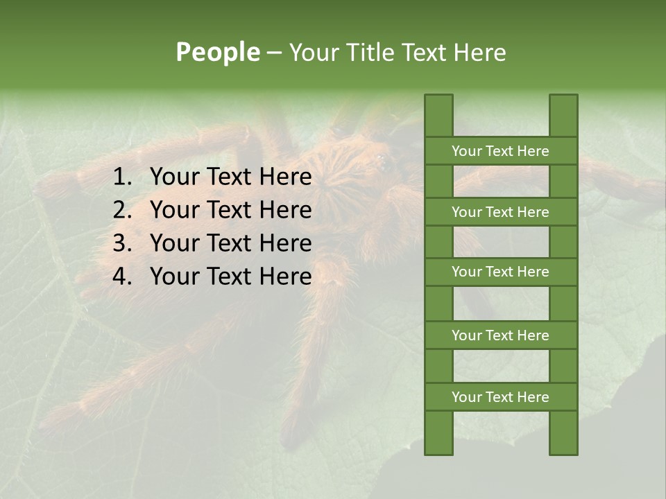 A Obt Tarantula Is Resting On A Leaf. PowerPoint Template