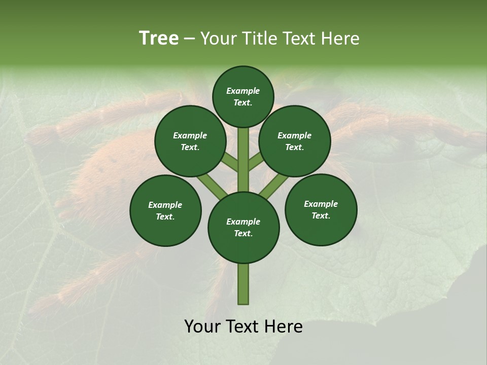A Obt Tarantula Is Resting On A Leaf. PowerPoint Template