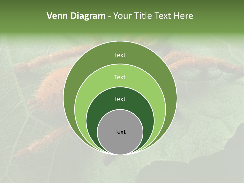 A Obt Tarantula Is Resting On A Leaf. PowerPoint Template