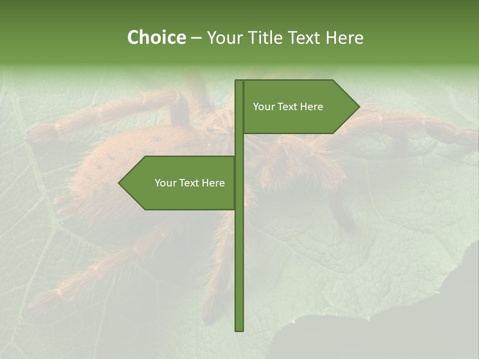 A Obt Tarantula Is Resting On A Leaf. PowerPoint Template