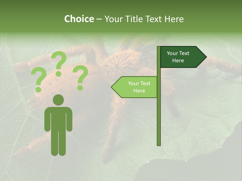 A Obt Tarantula Is Resting On A Leaf. PowerPoint Template