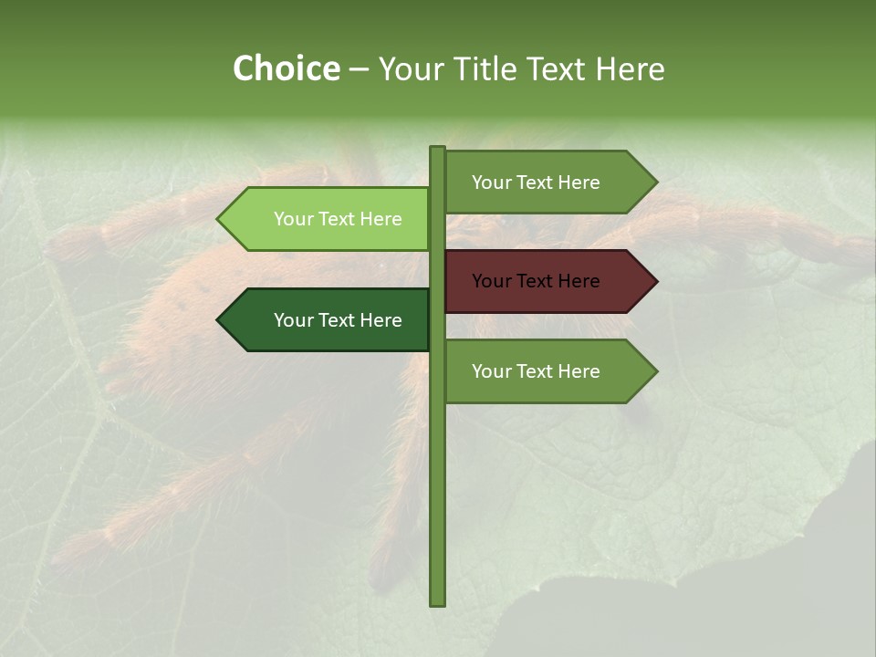 A Obt Tarantula Is Resting On A Leaf. PowerPoint Template