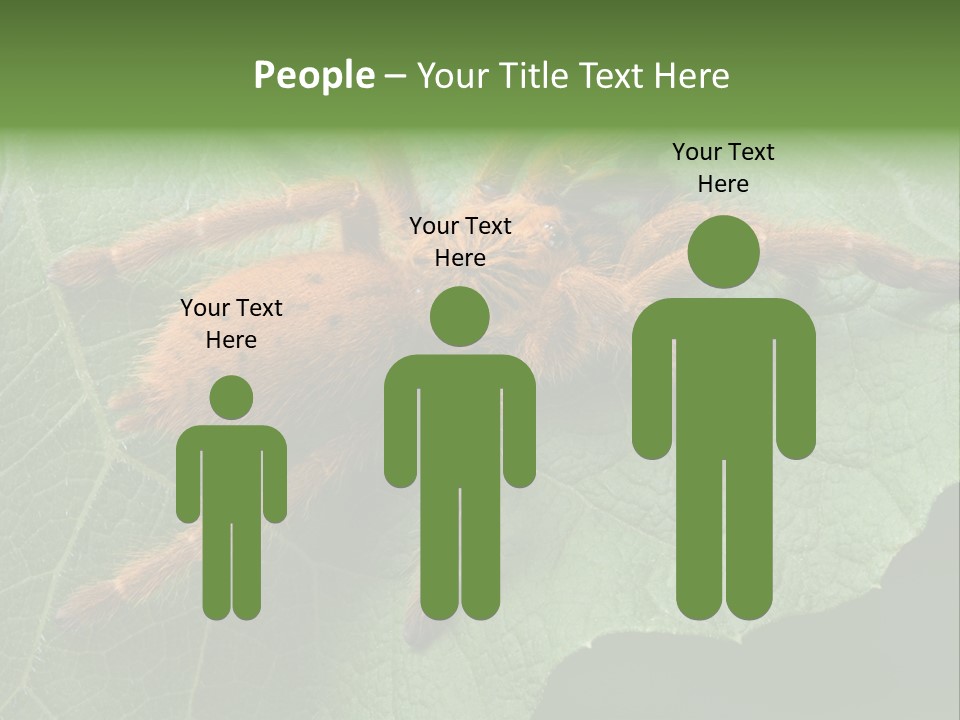 A Obt Tarantula Is Resting On A Leaf. PowerPoint Template