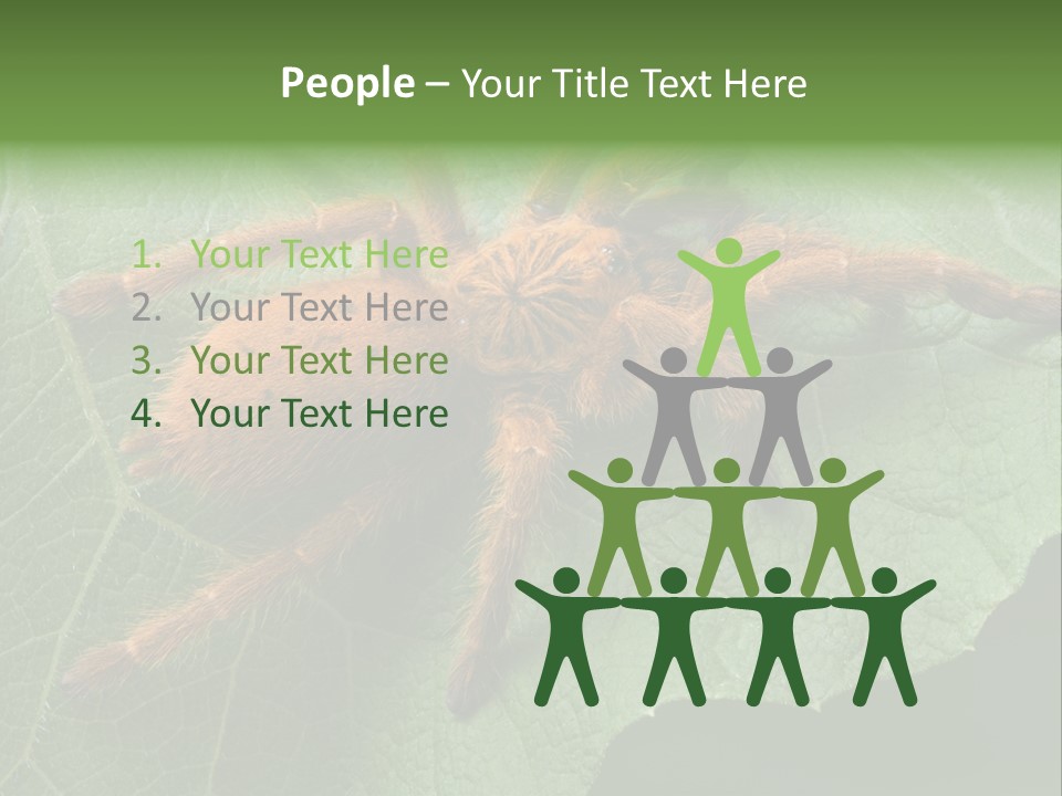 A Obt Tarantula Is Resting On A Leaf. PowerPoint Template
