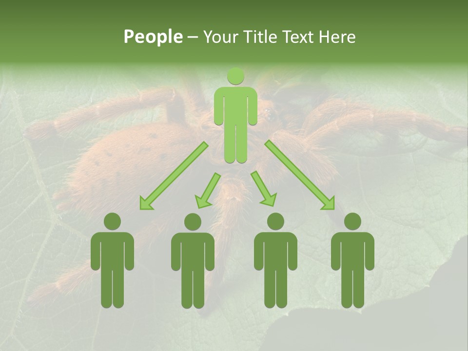 A Obt Tarantula Is Resting On A Leaf. PowerPoint Template