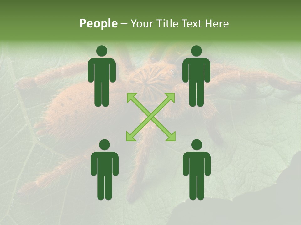 A Obt Tarantula Is Resting On A Leaf. PowerPoint Template