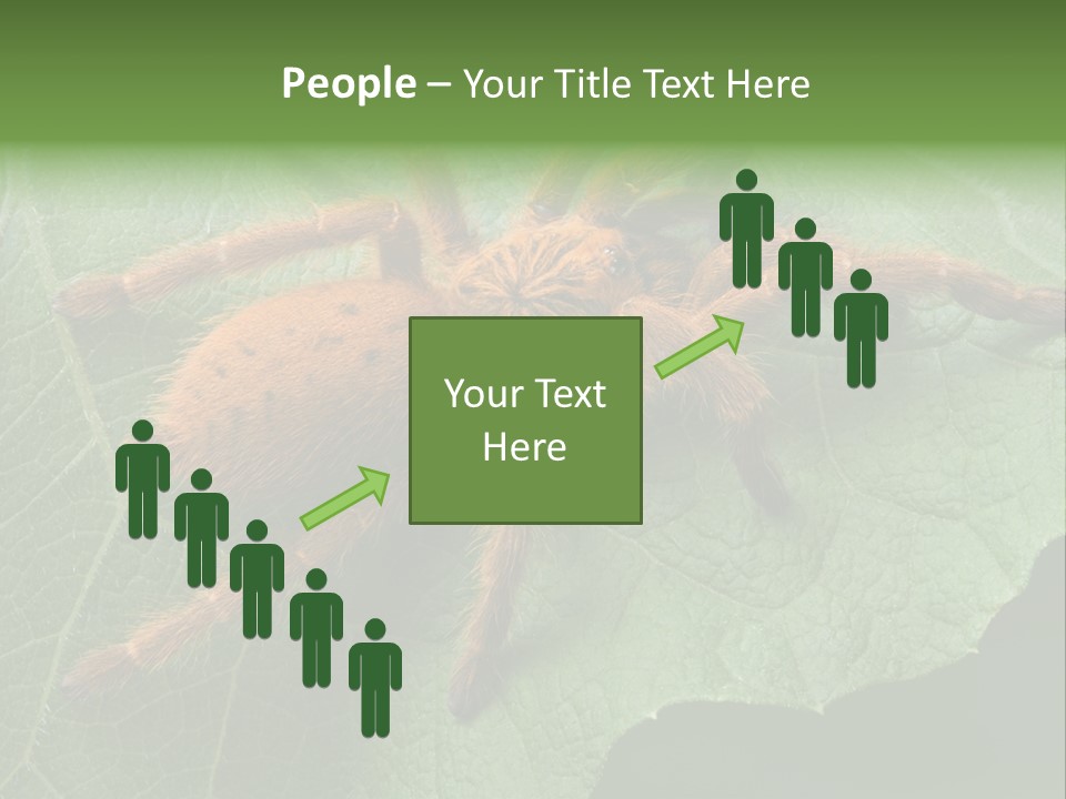 A Obt Tarantula Is Resting On A Leaf. PowerPoint Template