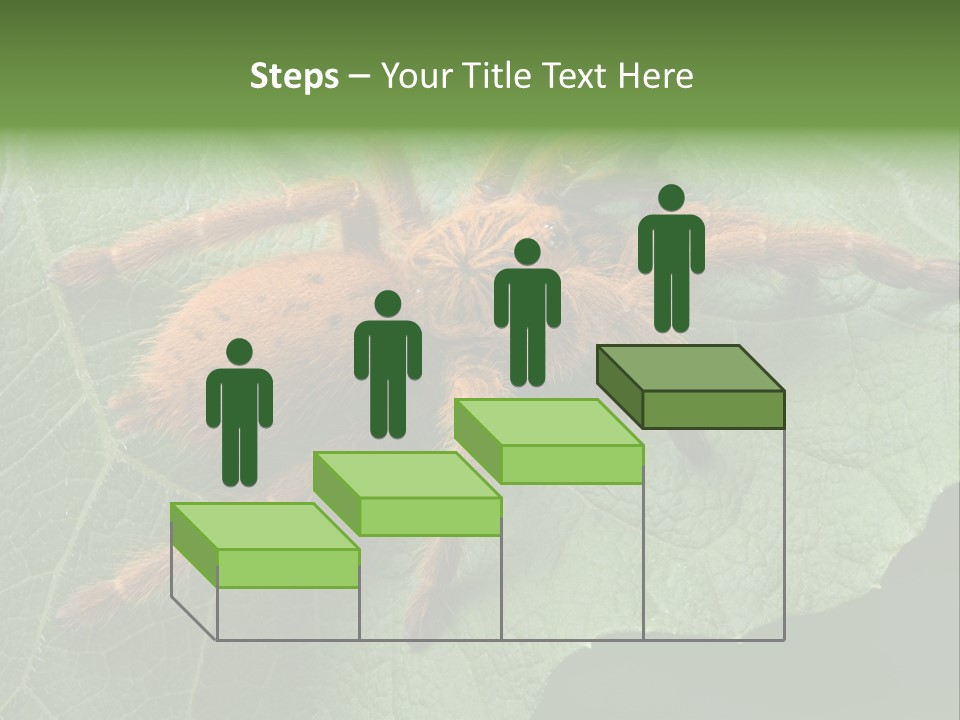 A Obt Tarantula Is Resting On A Leaf. PowerPoint Template