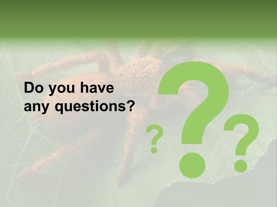 A Obt Tarantula Is Resting On A Leaf. PowerPoint Template