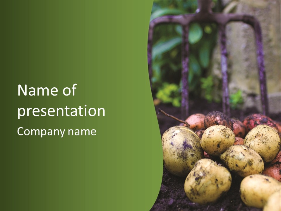 A First Harvest Of Organically Grown New Potatoes, Freshly Dug From The Ground Lying On Top Of The Soil, With A Garden Fork In The Background. PowerPoint Template