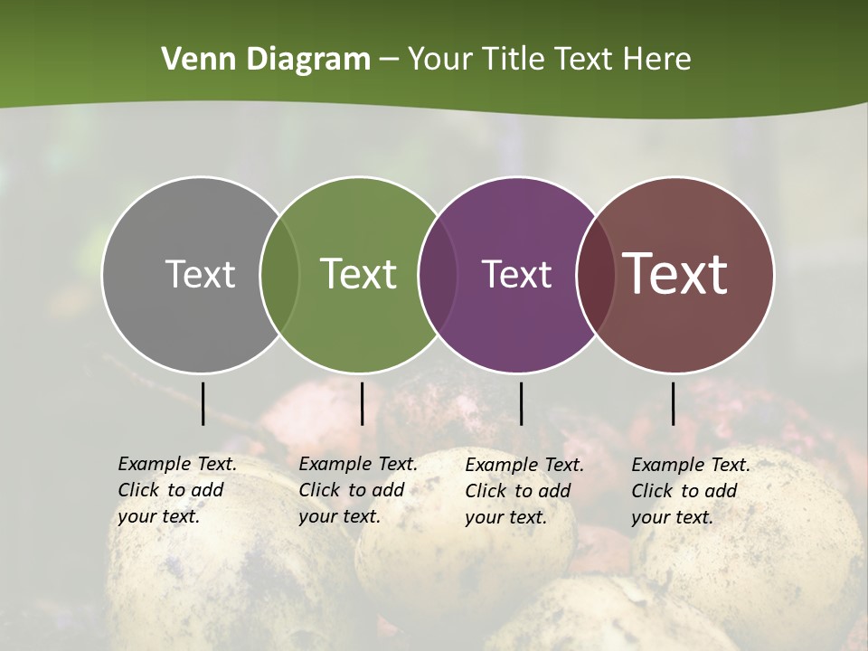A First Harvest Of Organically Grown New Potatoes, Freshly Dug From The Ground Lying On Top Of The Soil, With A Garden Fork In The Background. PowerPoint Template