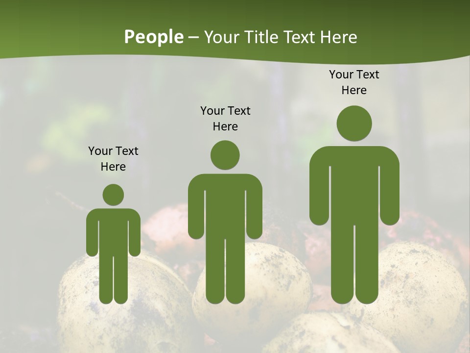 A First Harvest Of Organically Grown New Potatoes, Freshly Dug From The Ground Lying On Top Of The Soil, With A Garden Fork In The Background. PowerPoint Template