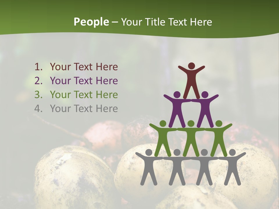A First Harvest Of Organically Grown New Potatoes, Freshly Dug From The Ground Lying On Top Of The Soil, With A Garden Fork In The Background. PowerPoint Template