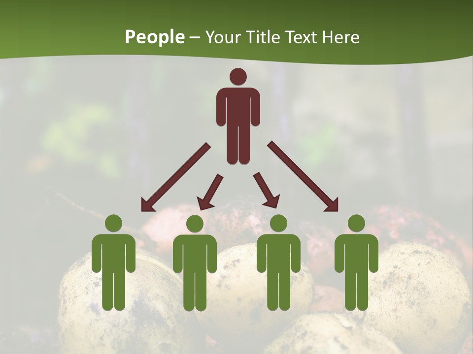 A First Harvest Of Organically Grown New Potatoes, Freshly Dug From The Ground Lying On Top Of The Soil, With A Garden Fork In The Background. PowerPoint Template