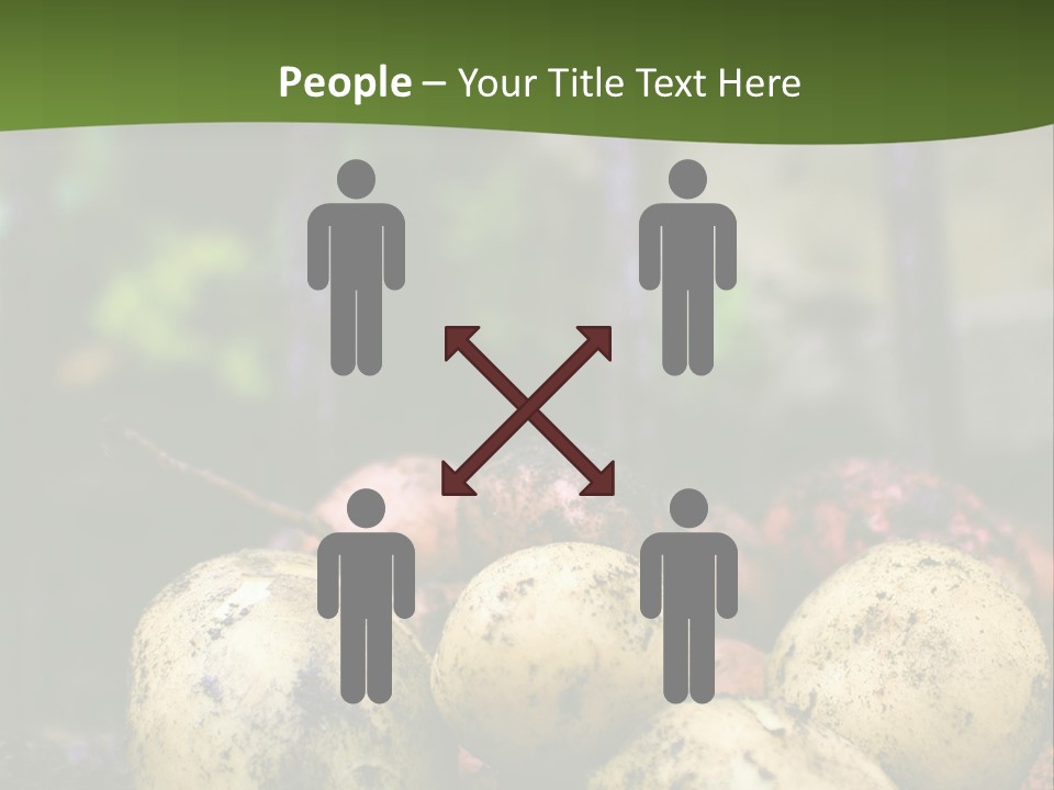 A First Harvest Of Organically Grown New Potatoes, Freshly Dug From The Ground Lying On Top Of The Soil, With A Garden Fork In The Background. PowerPoint Template