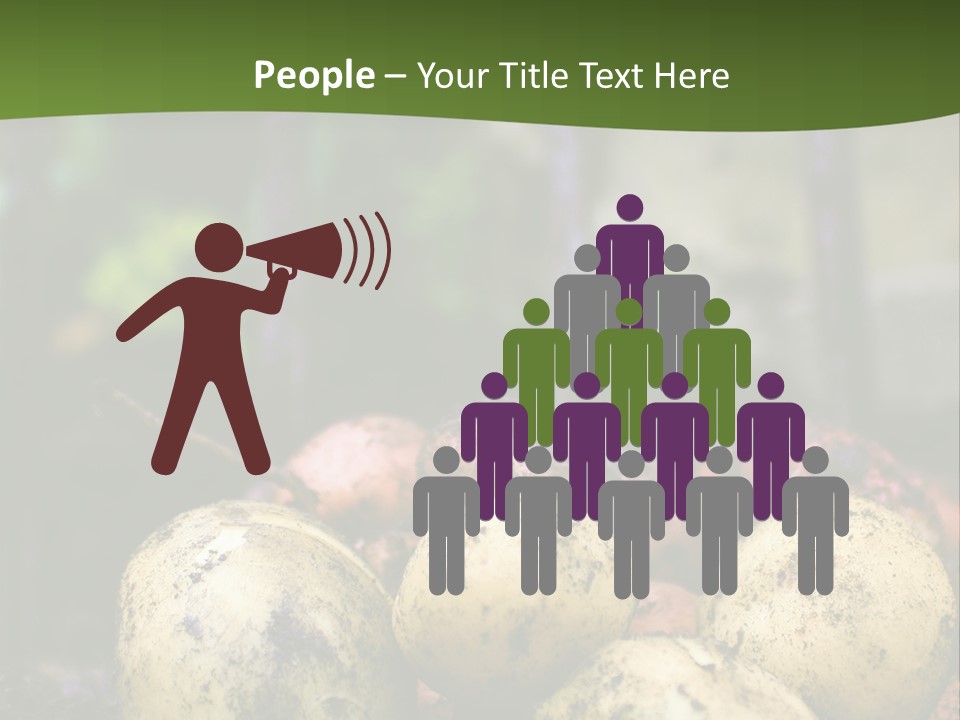 A First Harvest Of Organically Grown New Potatoes, Freshly Dug From The Ground Lying On Top Of The Soil, With A Garden Fork In The Background. PowerPoint Template