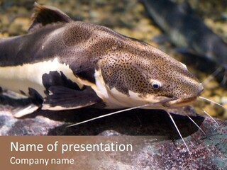 Close Up Of A Large Catfish PowerPoint Template