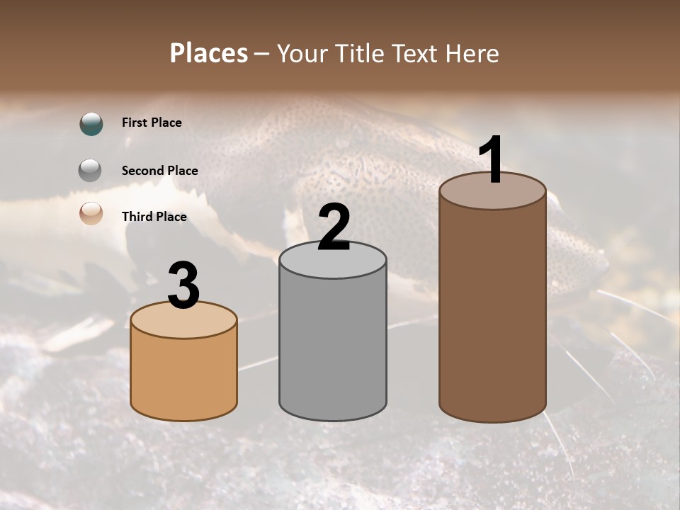 Close Up Of A Large Catfish PowerPoint Template