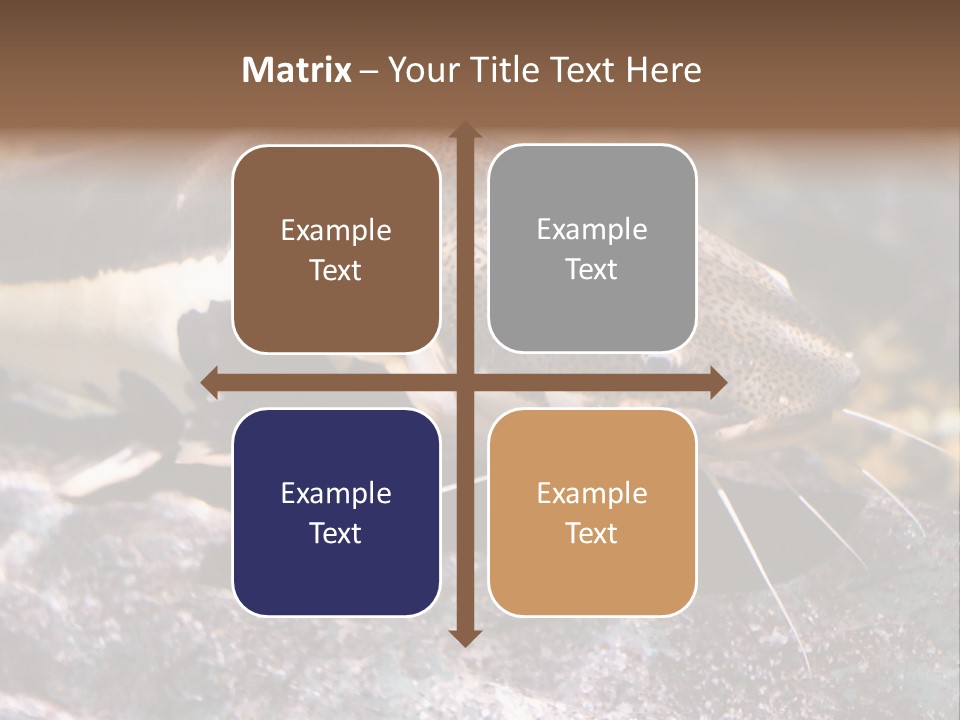 Close Up Of A Large Catfish PowerPoint Template