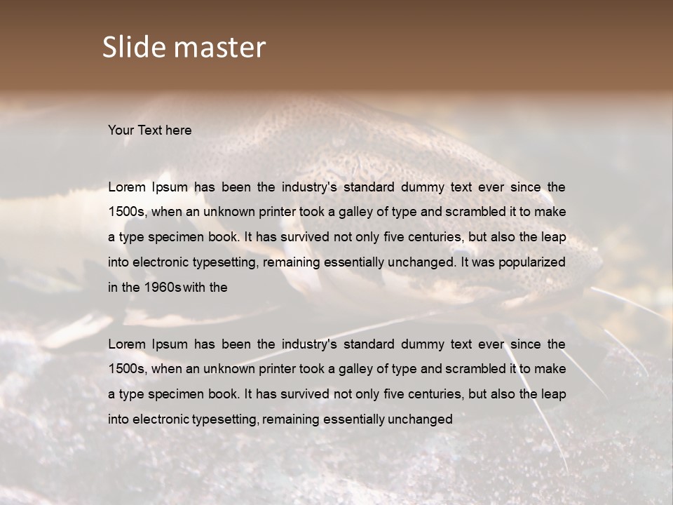 Close Up Of A Large Catfish PowerPoint Template